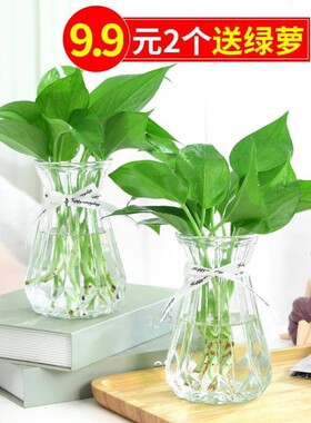 3个9.9元 加厚玻璃花瓶透明北欧ins风创意水培植物绿萝水养插花器