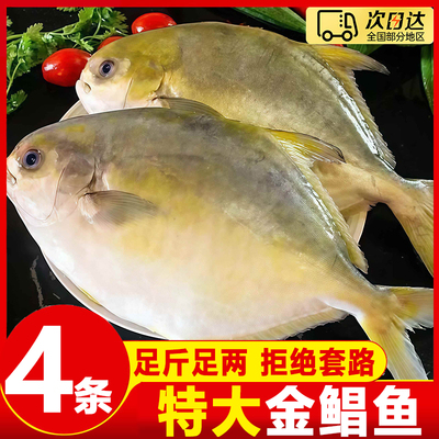 金鲳鱼特大鲳鱼鲜活新鲜冷冻海鱼金昌鱼平鱼银鱼白鲳鳊鱼水产冰鲜