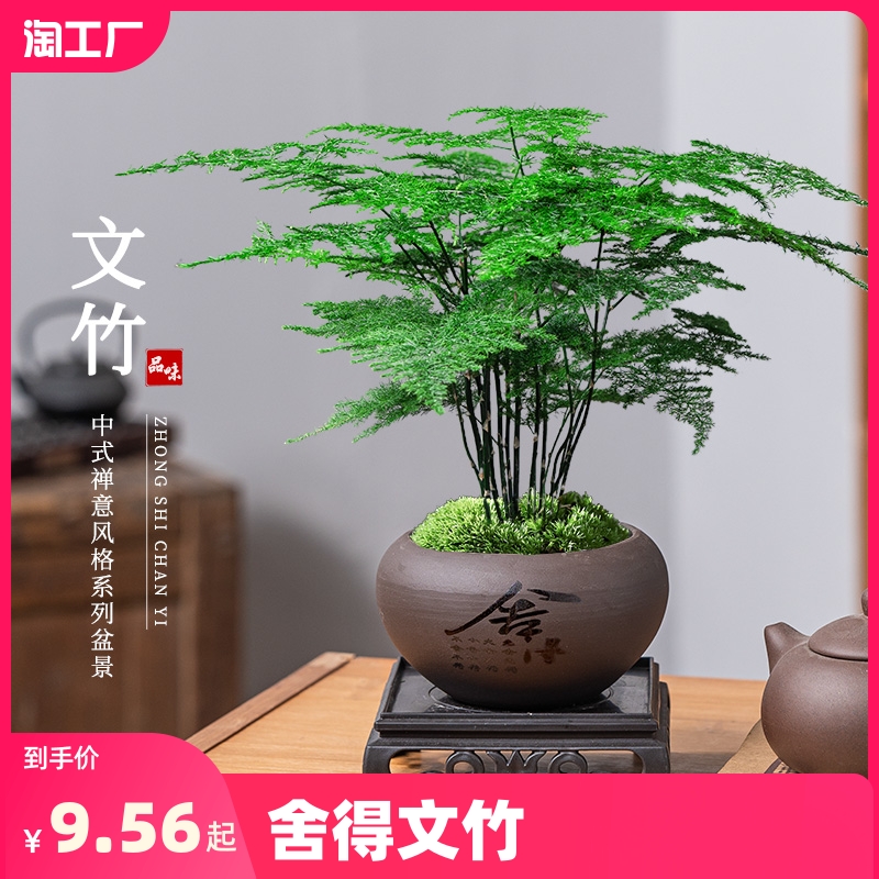 文竹盆栽植物室内花卉盆景客厅办公室桌面小绿植好养云竹四季常青