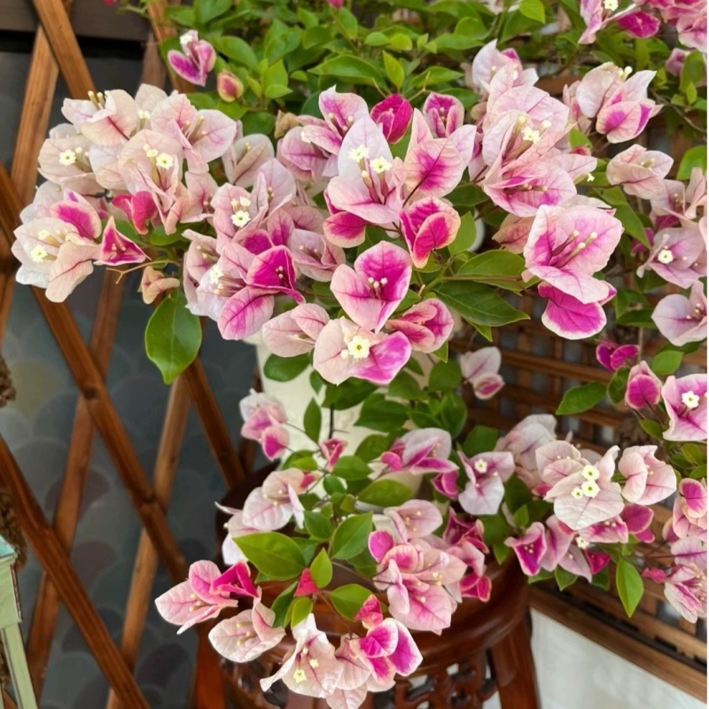 三角梅绿植盆栽小苗庭院花卉四季开花爬藤植物包对版卡亚室外暗斑