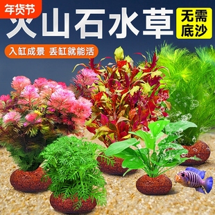 火山石水草植物鱼缸造景真草水培蜈蚣草水榕阴性绿菊净化水质套餐