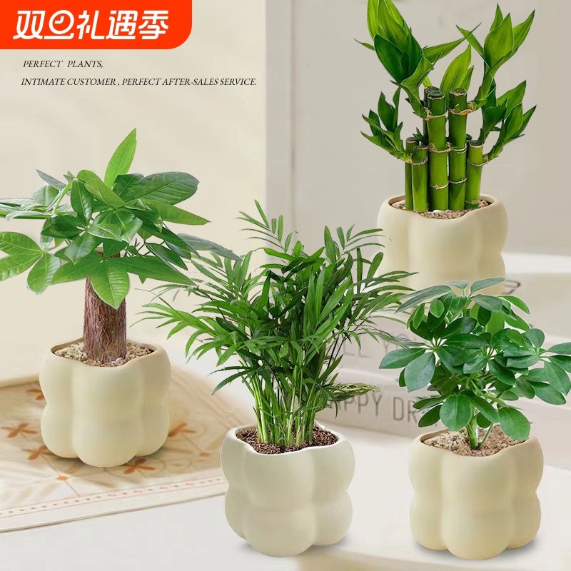 【四件套组合】发财树金钻富贵竹九里香栀子花绿植盆栽桌面绿植