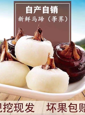 新鲜马蹄荸荠5斤大果马蹄包邮新鲜水果当季现挖荸荠 脆甜爽口多汁