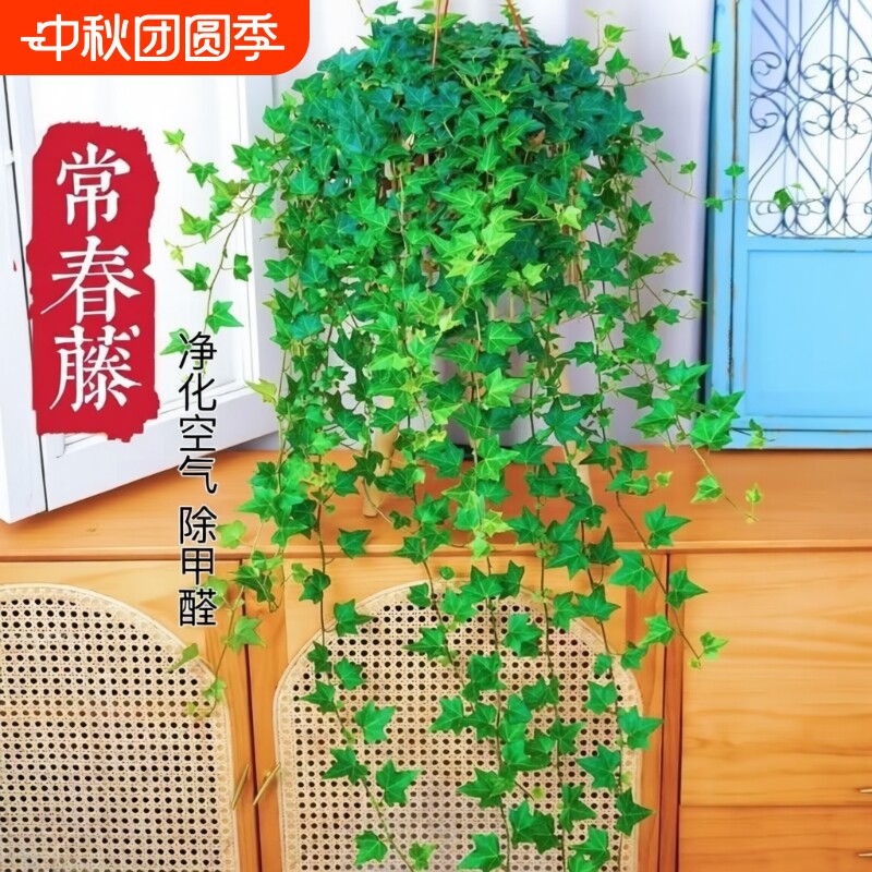 常春藤盆栽苗|超1000次加购图片