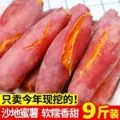 新鲜沙地蜜薯红薯番薯黄心香甜糖心地瓜山芋沙地软糯香甜现挖速发 图片 1