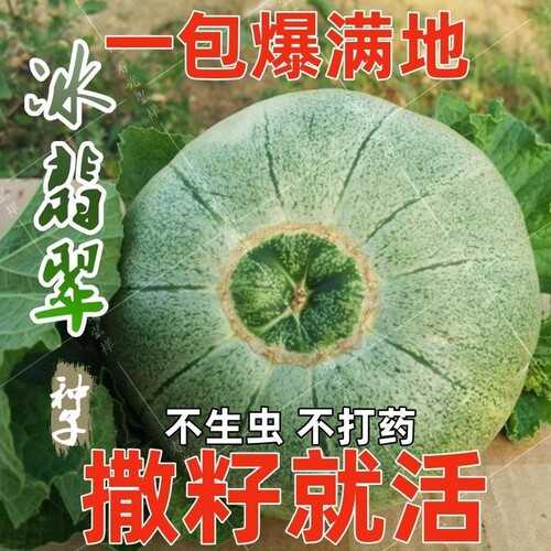 冰糖绿宝石甜瓜种子甜脆
