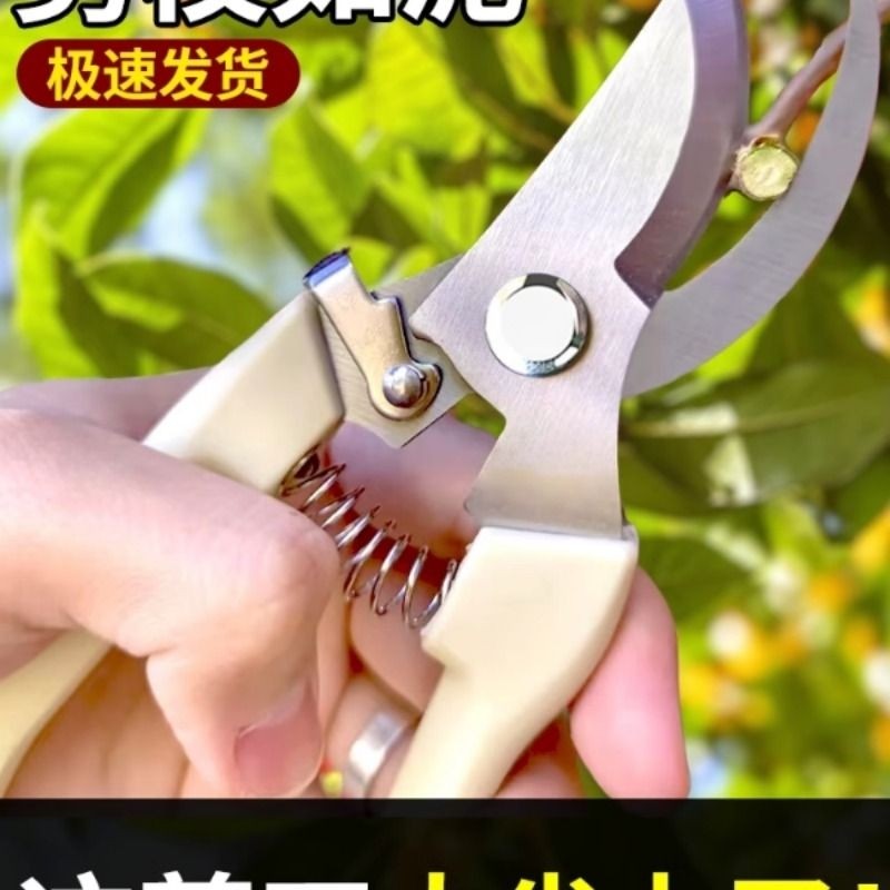 不锈钢树枝修枝剪采摘水果花木剪园林果树花卉枝嫁接园艺剪刀工具