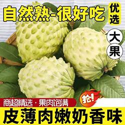 攀枝花牛奶凤梨释迦果新鲜番荔枝老树现摘鲜水果香甜奶香产地直发