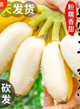 苹果蕉正宗香蕉小米蕉5斤新鲜水果当季整箱自然熟芭蕉包邮粉蕉9斤