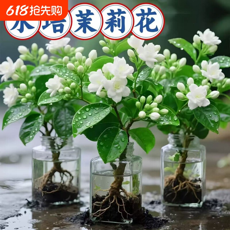 茉莉花盆栽带花苞水培植物驱蚊九里香栀子花卉绿植物室内四季开花