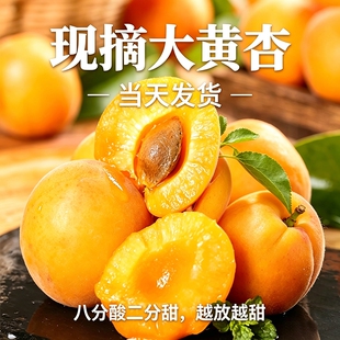 顺丰现摘现发陕西大荔杏子新鲜水果大黄杏鲜杏子金太阳杏黄杏酸杏