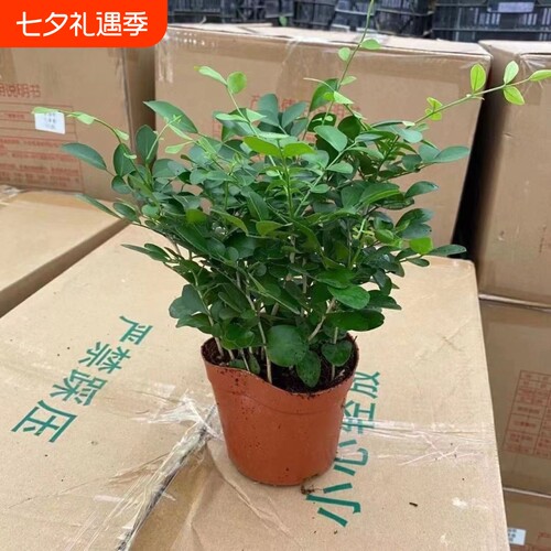 九里香盆栽花卉绿植室内驱蚊四季长绿好养水培观叶植物净化空气