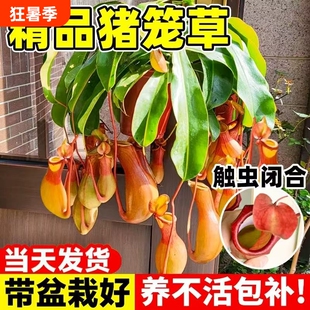 猪笼草盆栽超大捕蝇草食虫草食人花驱蚊虫四季绿植趣味耐寒蚊子