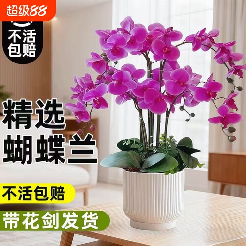 蝴蝶兰花苗带花剑带花苞盆栽兰花大苗客厅室内植物花卉四季好养活