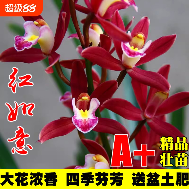 带花苞兰花苗浓香型年宵花红花建兰墨兰蕙兰绿植花卉室内好养盆栽