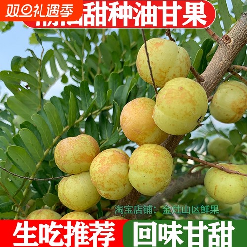 潮汕普宁崩坎甜油甘新鲜油甘果牛甘果余甘果滇橄榄甜种柿饼甜油柑