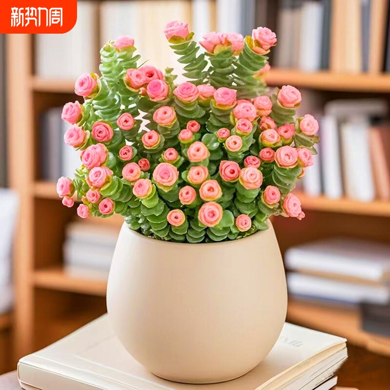 招财多肉植物钱串盆栽室内桌面花卉好养活美观带盆阳台办公桌老桩