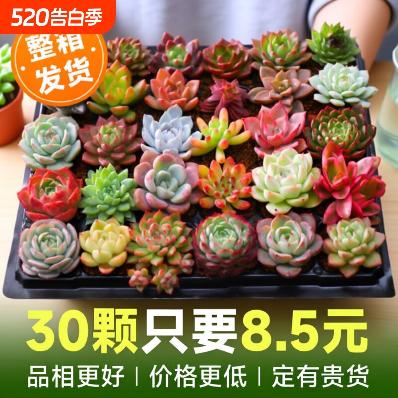 多肉植物室内小盆栽大颗好养绿植物花卉批发价有贵货室内外阳台