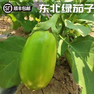 顺丰/EMS东北新鲜青茄子农家自种绿茄子新鲜蔬菜圆茄绿圆茄多规格