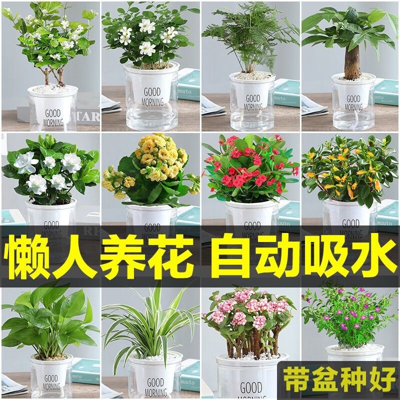 发财树绿萝金钻花卉盆栽小绿植水培好养室内多肉植物净化空气客厅