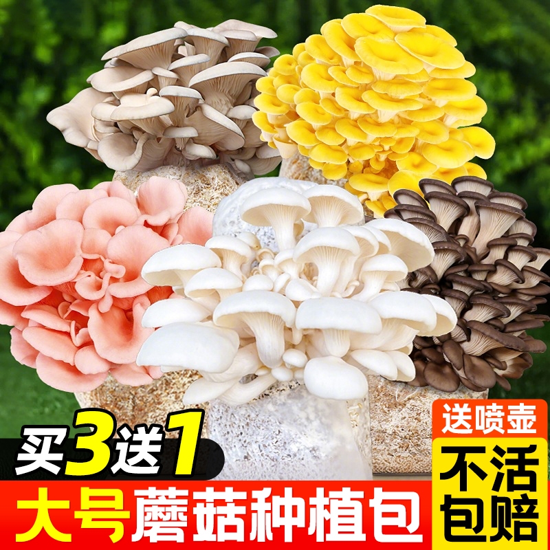 新鲜蘑菇种植包可食用菌种菌包幼儿园儿童家庭新鲜菌棒懒人盆栽