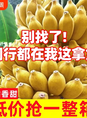 广西小米蕉香蕉新鲜10斤水果当季整箱苹果蕉小香蕉芭蕉自然熟包邮