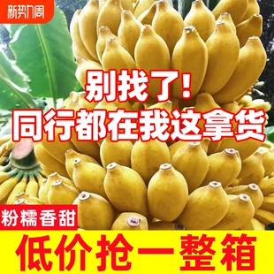 包邮 广西小米蕉香蕉新鲜10斤水果当季 整箱苹果蕉小香蕉芭蕉自然熟