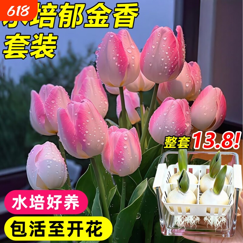 郁金香种球水培四季花卉植物室内花大种子盆栽花苗土培种植开花