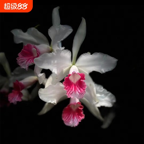 新品大花卡特兰花基地特价网红洋兰大苗室内阳台好养花卉绿植盆栽