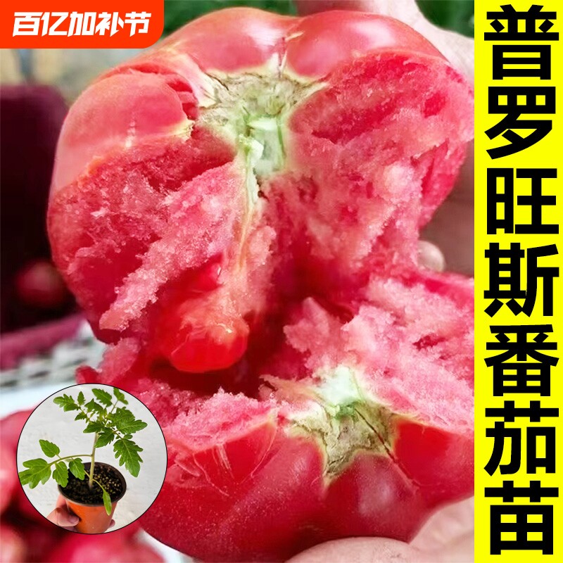 正宗普罗旺斯西红柿苗秧带土大果沙瓤大粉嫁接番茄老品种山东寿光