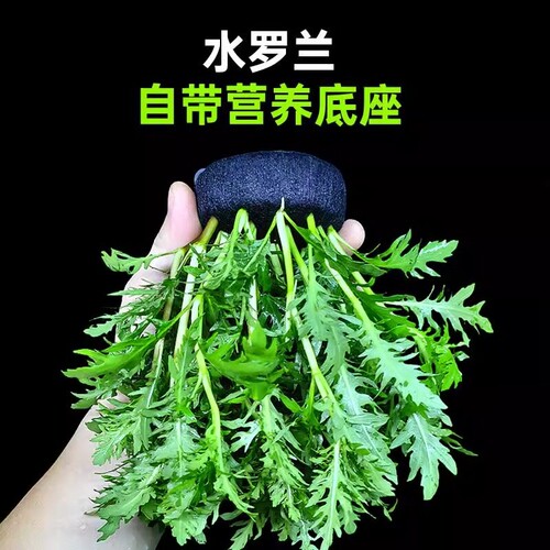 养鱼水草坨草自带坨基造景净水
