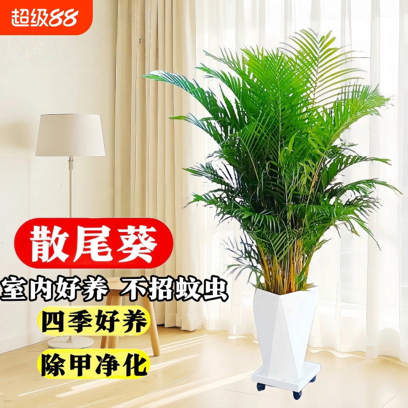 散尾葵植物盆栽大型绿植庭院四季