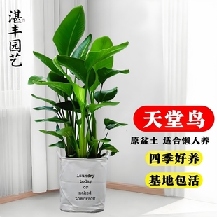 天堂鸟绿植客厅大型盆栽办公室内好养活花卉植物大叶落地真树种植