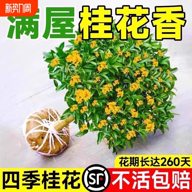桂花树苗盆栽室内花卉植物金桂庭院大树浓香型绿植开花四季桂好养