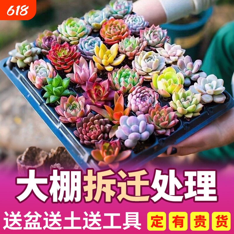 多肉植物室内带盆组合小盆栽带桩大颗好养活多品种花卉绿植营养土
