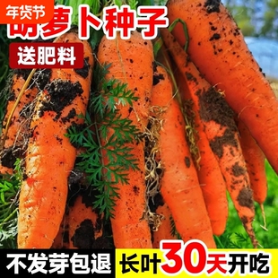 胡萝卜种子四季老品种水果萝卜种籽蔬菜大全红萝卜白萝卜耐寒播种