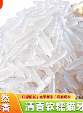 正宗猫牙米大米10KG长粒香米新米香米250g500g煲仔饭现磨试吃当季