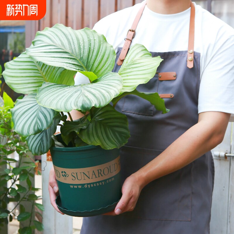 家用阳台塑料花盆树脂耐用加仑盆月季玫瑰盆栽绿植专用盆特价清仓