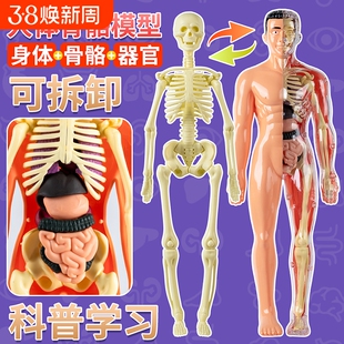 可拆卸拼装人体结构模型全身骨骼器官3d骨架医学解剖仿真儿童玩具