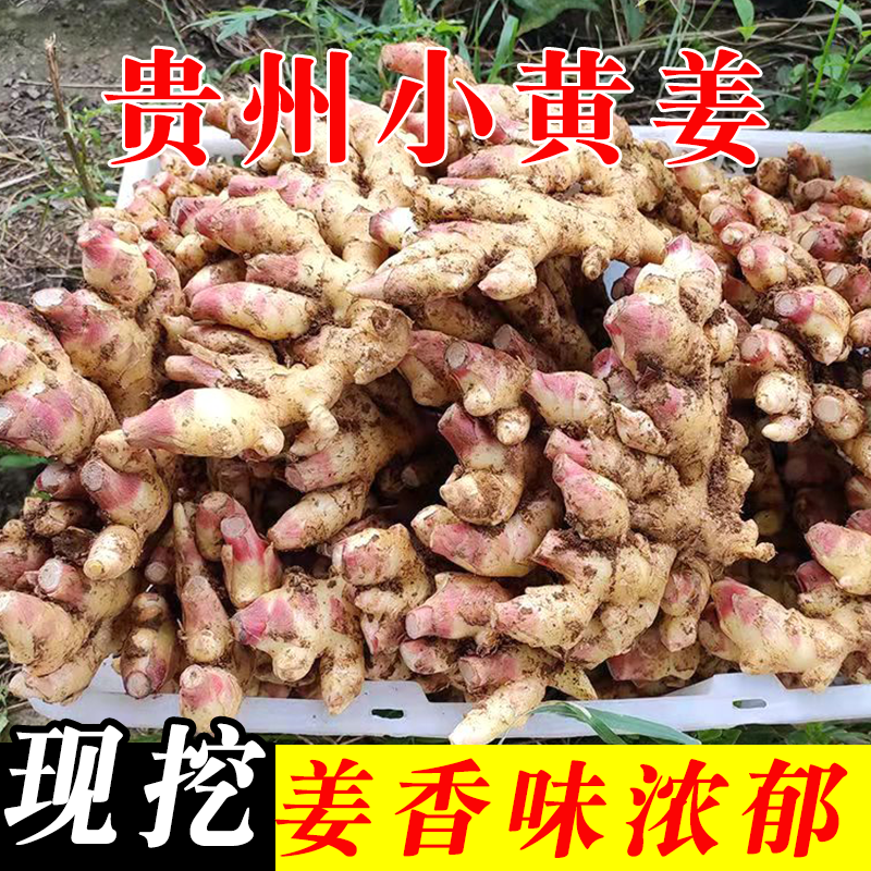 贵州小黄姜新鲜现挖本地仔姜当季生姜特级农家鲜姜辛辣煲汤包邮