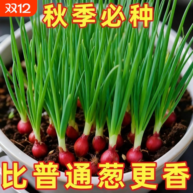 正宗四季多茬小香葱红葱头毛葱头耐寒耐热易活蔬菜苗四季种植葱头