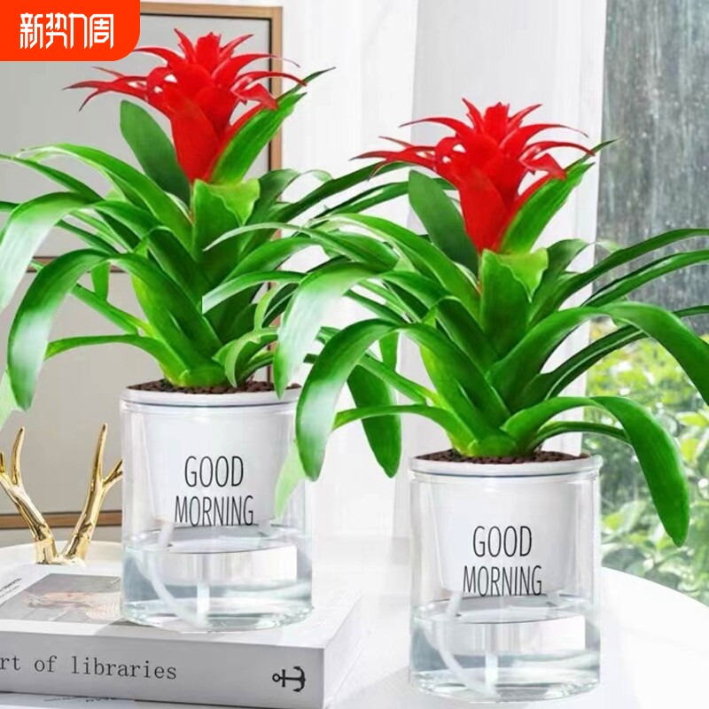 水培鸿运当头盆栽红掌白掌花卉植物室内好养绿植一帆风顺四季开花
