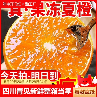 【爆甜】四川青见果冻橙橙子