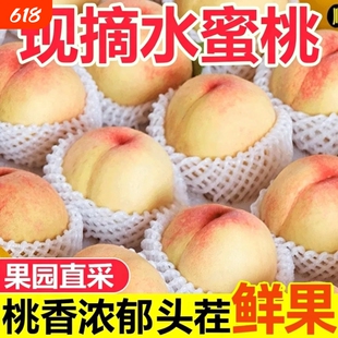 新鲜露天水蜜桃当季现摘毛桃子时令水果脆甜春雪蜜桃大果孕妇整箱