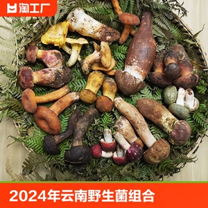 2024年云南野生菌见手青鸡枞菌牛肝菌组合煲汤爆炒品种丰富质量好