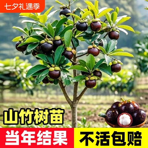 释迦果苗树带果台湾凤梨嫁接果苗