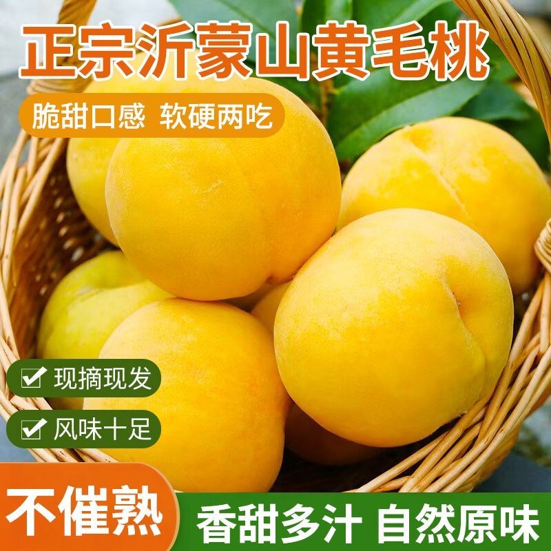 山东蒙阴黄桃黄金桃新鲜水果软硬两吃水蜜桃毛桃子现摘沂蒙山脆甜