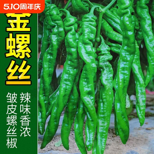 正宗螺丝椒辣椒苗二荆条山东寿光青椒秧苗带土高产四季线椒不辣
