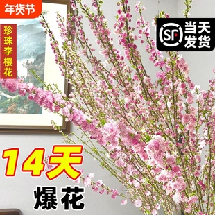 水培珍珠李鲜枝雪柳红梅花植物干枝支水养室内好养樱插花客厅开花
