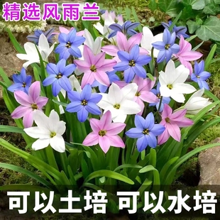 重瓣风雨兰种球葱兰韭兰阳台室内外耐热耐寒地载盆栽绿植花卉水培